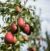 Koelfontein farm fruit